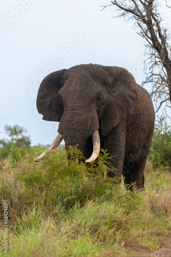   l  phant d Afrique   gros porteur  Loxodonta africana  Parc national du Kruger  Afrique du Sud