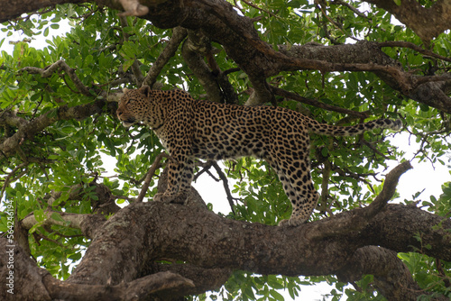 Léopard, Panthère, Panthera pardus, Afrique du Sud