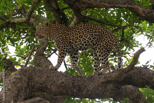 L  opard  Panth  re  Panthera pardus  Afrique du Sud