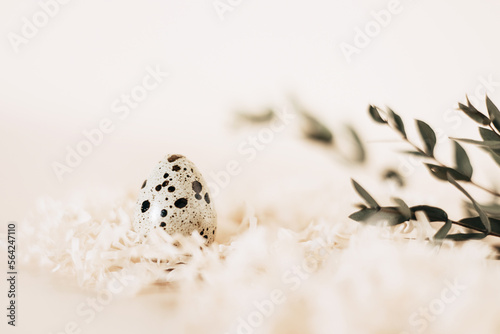 Fototapeta Naklejka Na Ścianę i Meble -  Quail egg in nest on pastel background. Copy space.