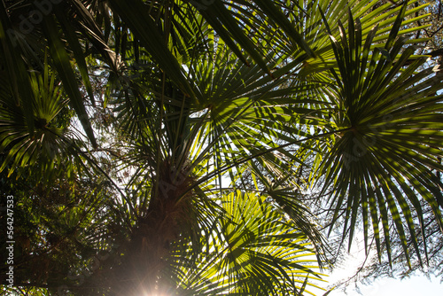 sun light through green palm leaf in summer. green tropical foliage with light and shadow.