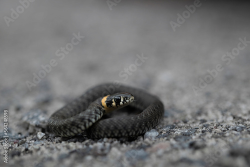 Grass snake
