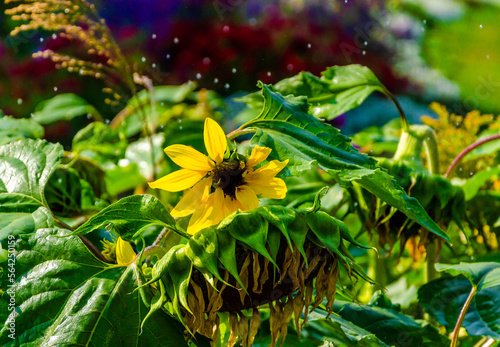 A small sunflower in the garden close-up.