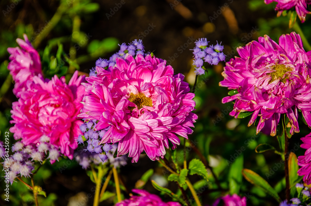 Obraz premium Peony flowers are red in summer in the garden.