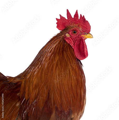 Head shot of Adult Buff Black Columbia Cochin rooster, standing fside ways. Looking straight ahead. Isolated cutout on a transparent background. photo