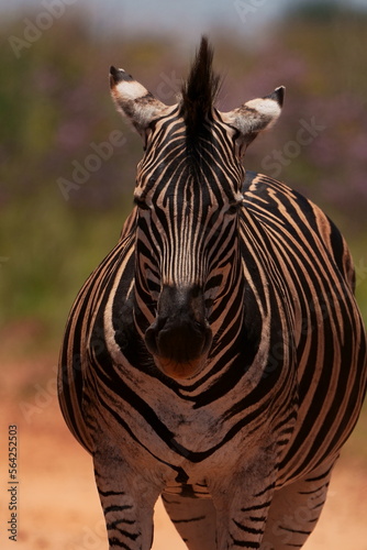full frontal portrait of a striped zebra with ears pulled back  taken during a safari game drive in Rietvlei nature reserve in South Africa