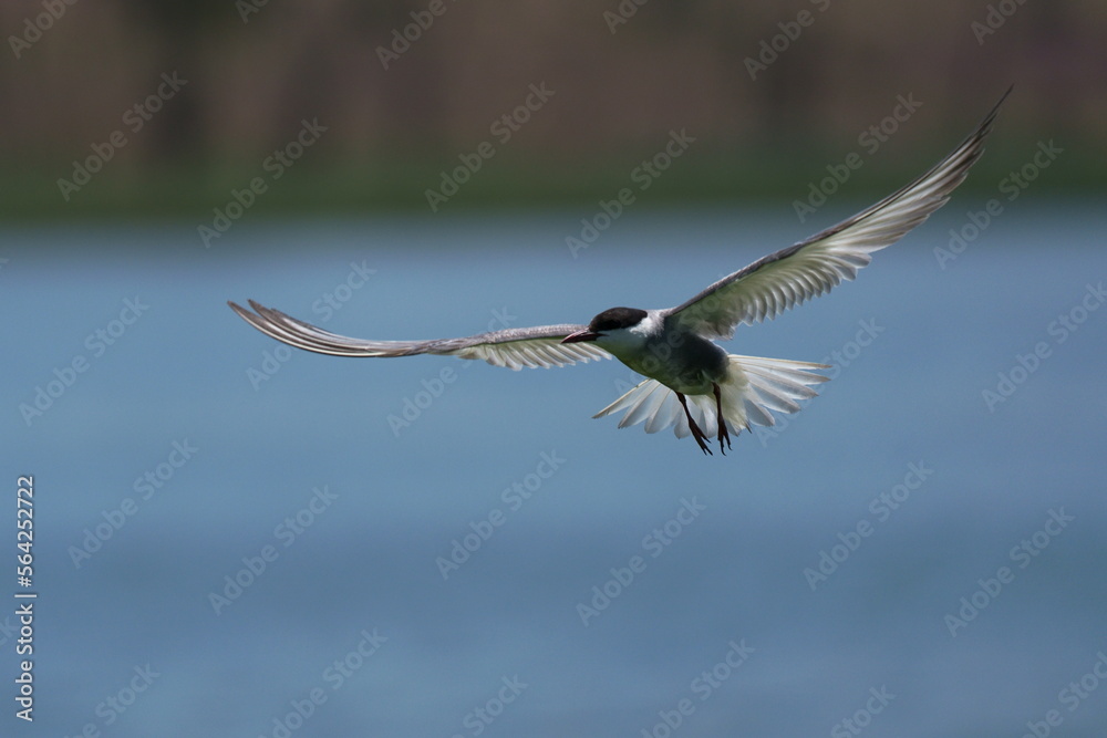 Wild birds in flight fighting for sitting place on a branch of a dead ...