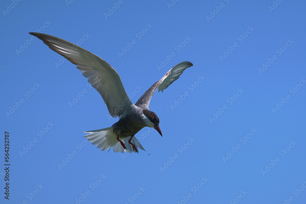 Obraz premium Wild birds in flight fighting for sitting place on a branch of a dead tree, shouting and screaming aggressively. Taken in a nature reserve of South Africa at a local water hole or a dam 