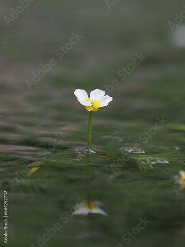 綺麗に咲いている水生植物の花