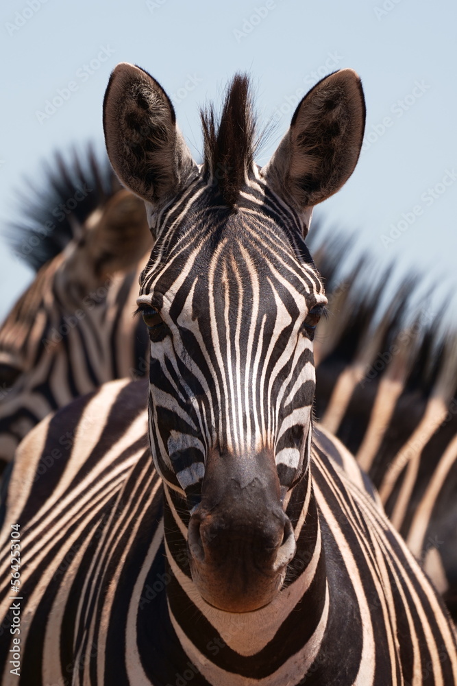 Naklejka premium A Striped Zebra with a beautiful mane grazing in the grass and walking with the herd looking for grazing field during the winter months of Rietvlei nature reserve of South Africa