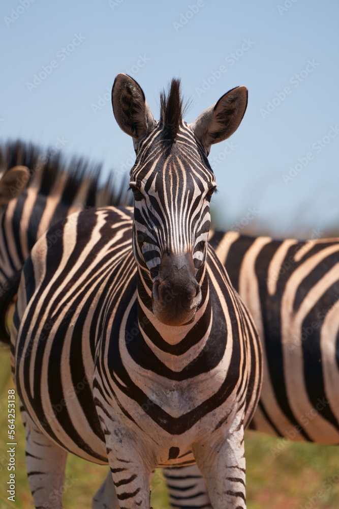 Naklejka premium A Striped Zebra with a beautiful mane grazing in the grass and walking with the herd looking for grazing field during the winter months of Rietvlei nature reserve of South Africa