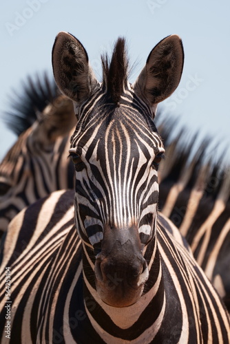 A Striped Zebra with a beautiful mane grazing in the grass and walking with the herd looking for grazing field during the winter months of Rietvlei nature reserve of South Africa