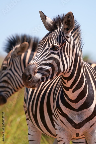 A Striped Zebra with a beautiful mane grazing in the grass and walking with the herd looking for grazing field during the winter months of Rietvlei nature reserve of South Africa