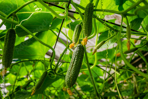 Young green cucumbers among the greenery in the greenhouse.