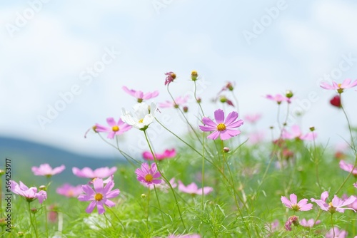 pink cosmos in full blooming © 百合 須藤