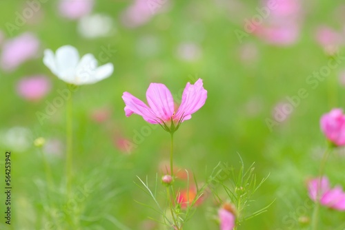 pink cosmos in full blooming