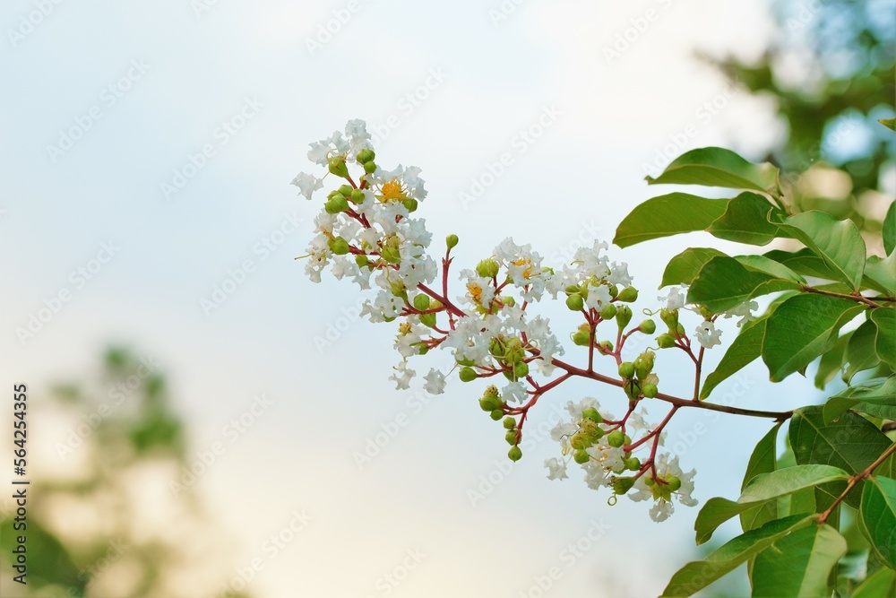 white crape myrtle flower in full blooming white crape myrtle flower in full blooming