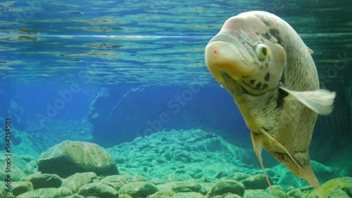 Fish swimming in the fish tank