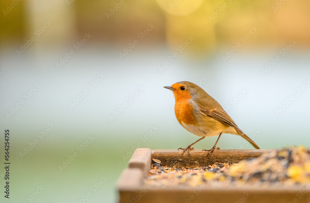 robin perched on a garden bird table robin perched on a garden bird table
