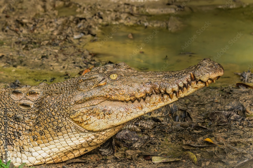 A portrait of a large Saltwater Crocodile in a muddy brown river in Borneo island A portrait of a large Saltwater Crocodile in a muddy brown river in Borneo island