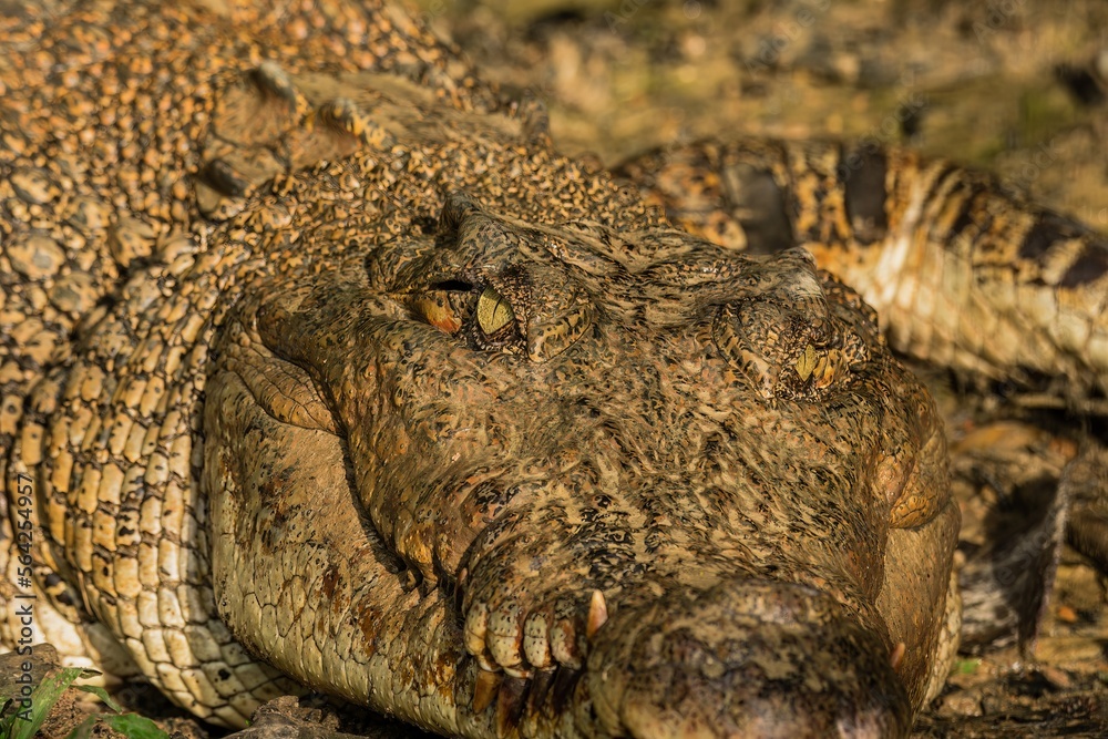 A portrait of a large Saltwater Crocodile in a muddy brown river in Borneo island A portrait of a large Saltwater Crocodile in a muddy brown river in Borneo island