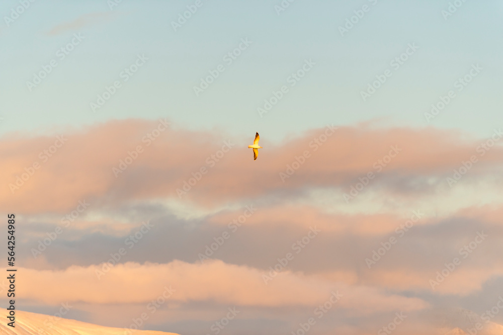 imagen de una gaviota volando por el cielo azul con algunas nubes 