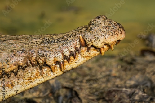 A portrait of a large Saltwater Crocodile in a muddy brown river in Borneo island