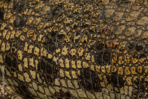 Body of a large Saltwater Crocodile in a muddy brown river in Borneo island photo