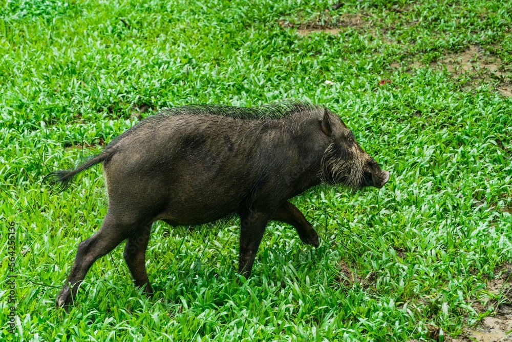 A portrait of a large Bearded Pig in the BakoNational park of Sarawak in Malaysian Borneo. A portrait of a large Bearded Pig in the BakoNational park of Sarawak in Malaysian Borneo.