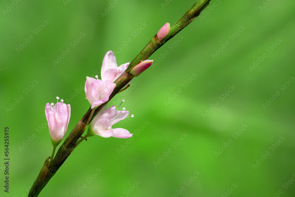 Obraz premium Close up macro shot of Vietnamese coriander plant with blooming pink flowers in the garden