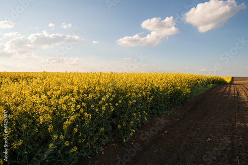 Fototapeta Naklejka Na Ścianę i Meble -  Yellow rapeseed field at the sunset.