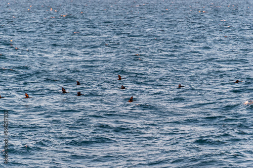 imagen de unas gaviotas volando sobre el mar