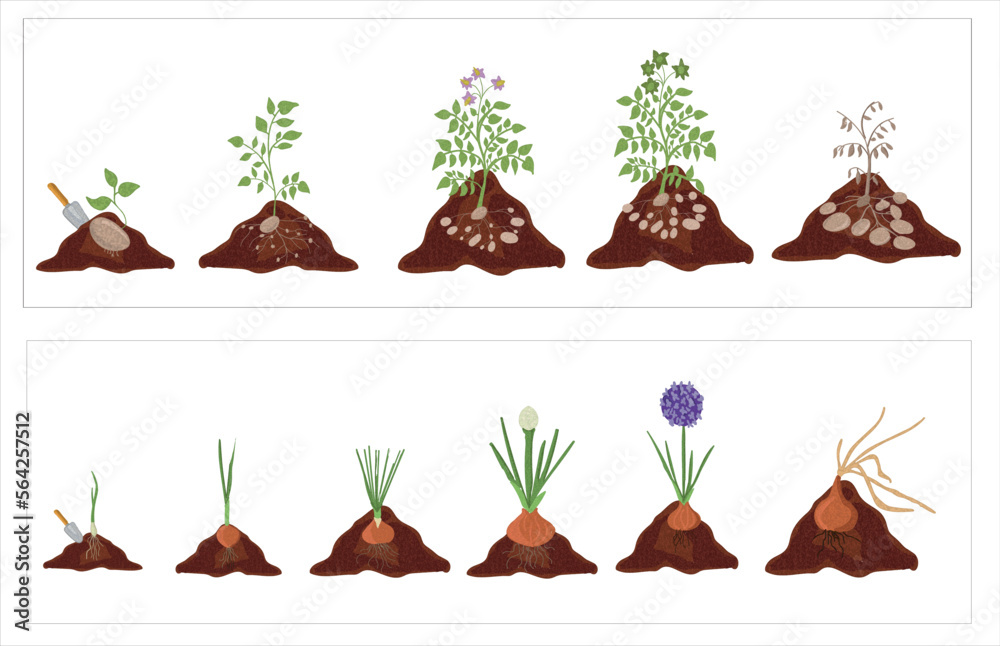 Growth stages of onion and potato plant. Onion and potato vector