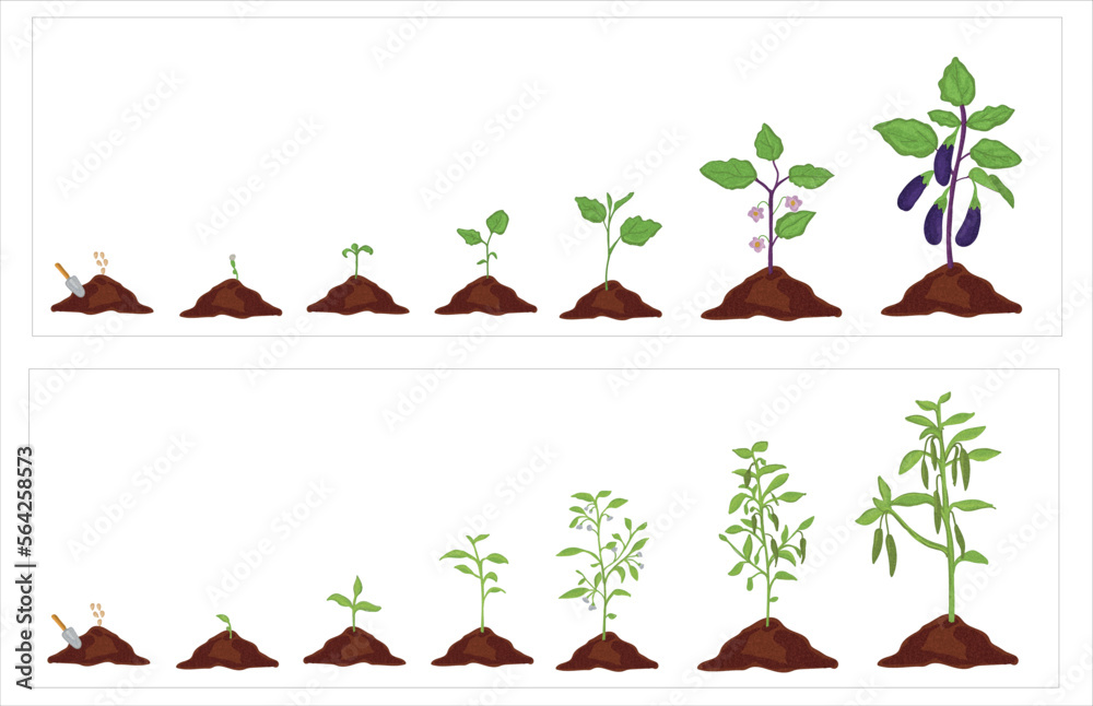 Growth stages of aubergine and green pepper plant. Aubergine and green