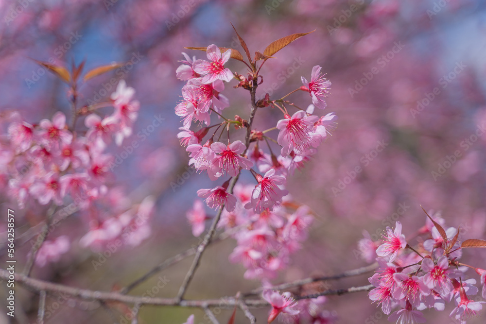 Beautiful Wild Himalayan, Cherry pink blossom Sakura flowers, or Prunus Cerasoides full bloom in the natural forest in high mountain area in winter of Northern Thailand. Beautiful Wild Himalayan, Cherry pink blossom Sakura flowers, or Prunus Cerasoides full bloom in the natural forest in high mountain area in winter of Northern Thailand.