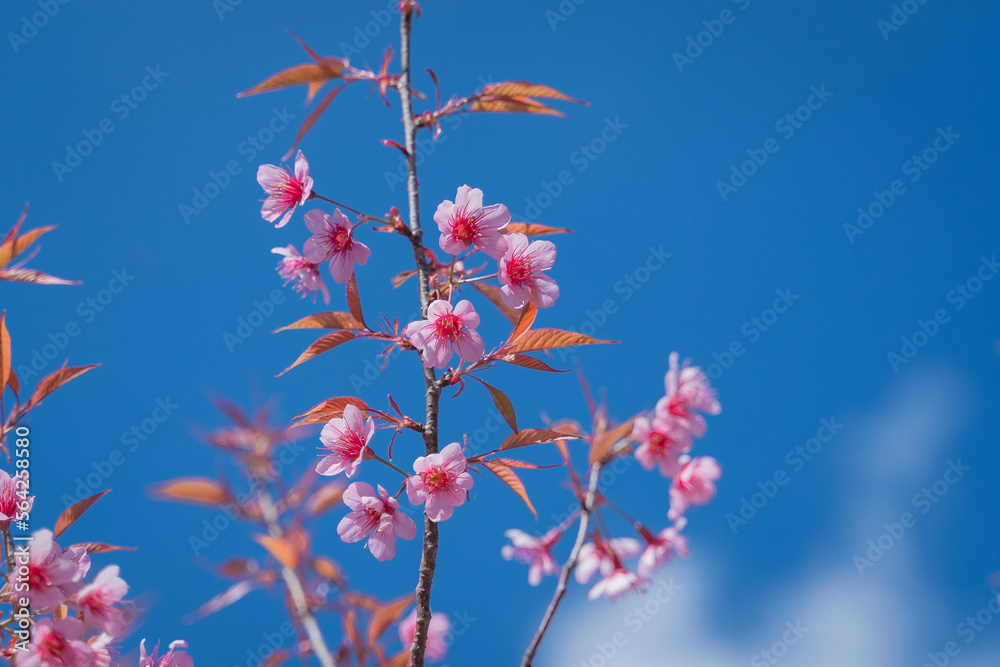 Beautiful Wild Himalayan, Cherry pink blossom Sakura flowers, or Prunus Cerasoides full bloom in the natural forest in high mountain area in winter of Northern Thailand.