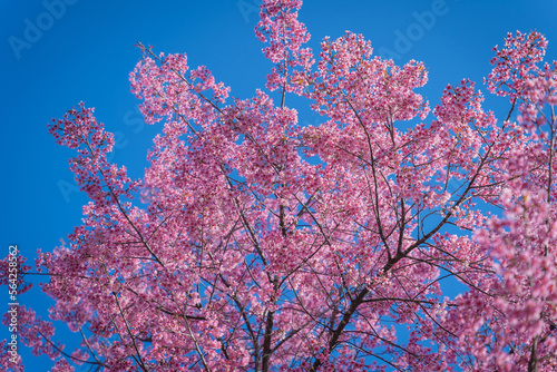 Beautiful Wild Himalayan  Cherry pink blossom Sakura flowers  or Prunus Cerasoides full bloom in the natural forest in high mountain area in winter of Northern Thailand.