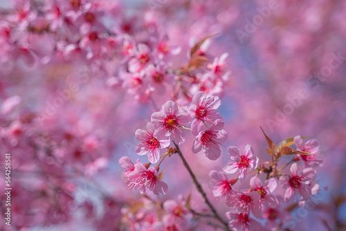 Beautiful Wild Himalayan, Cherry pink blossom Sakura flowers, or Prunus Cerasoides full bloom in the natural forest in high mountain area in winter of Northern Thailand. © pomphotothailand