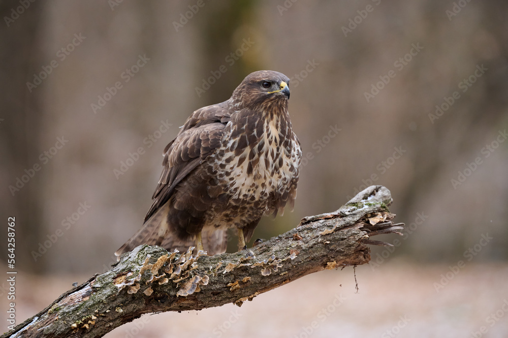 Buzzard perched on a branch
