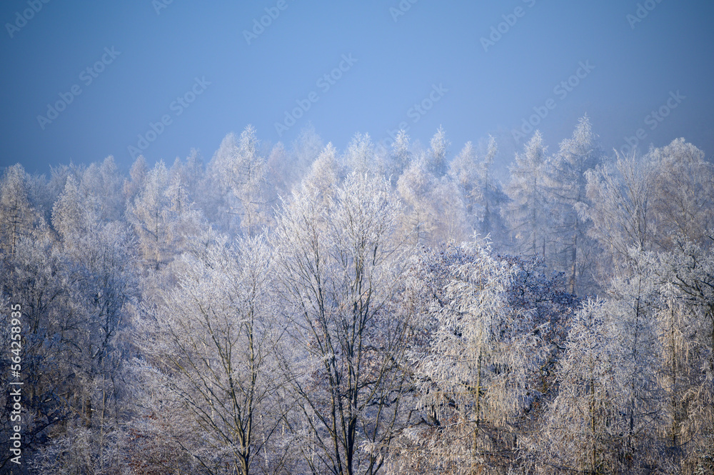 Winter rime and snow covered tree tops against blue sky with some snow fall