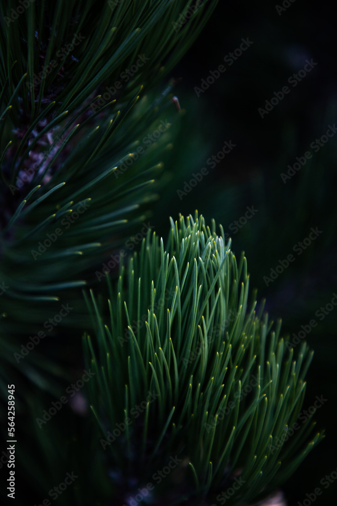 Fototapeta premium Needles of needles on a dark background
