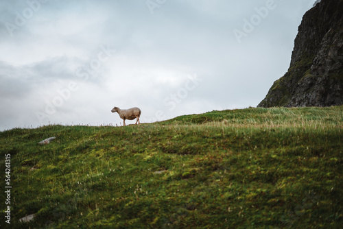 Sheeps strolling around on the Lofoten Islands, Norway