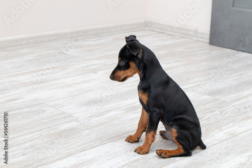 Small dog at home. Pinscher puppy sitting on a wooden floor