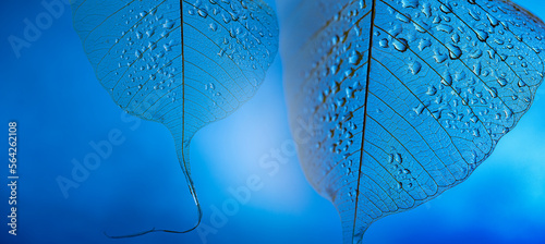 Canvas Print dewy leaf skeleton texture, leaf background with veins and cells - macro photogr