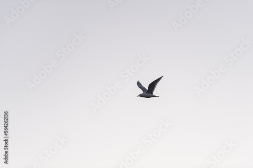 imagen de una gaviota volando con el cielo azul de fondo © carles