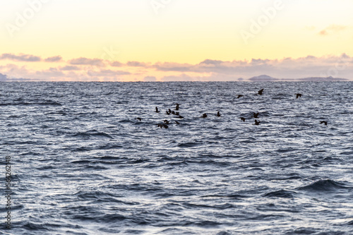 imagen de unas gaviotas en el mar con la puesta de sol de fondo y algunas nubes 
