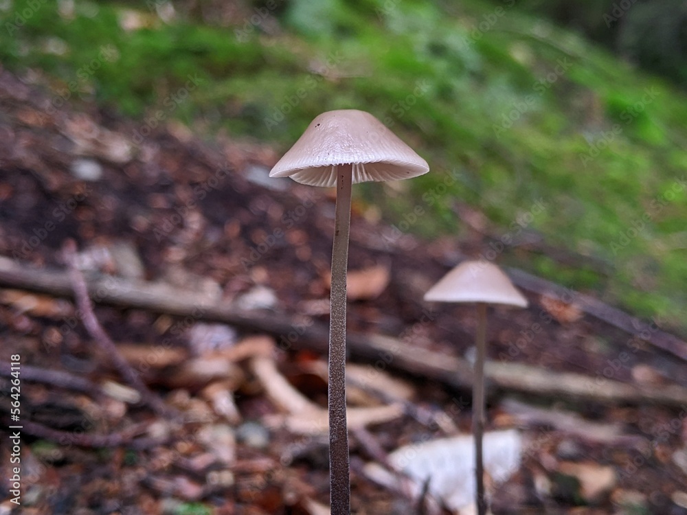 common bonnet Mycena galericulata on a dead tree trunk in the forest common bonnet Mycena galericulata on a dead tree trunk in the forest