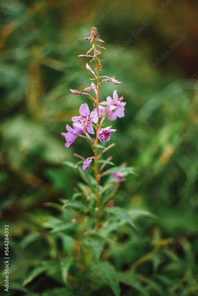 Cute pink wildflowers in Norway with a beautiful bokeh Cute pink wildflowers in Norway with a beautiful bokeh