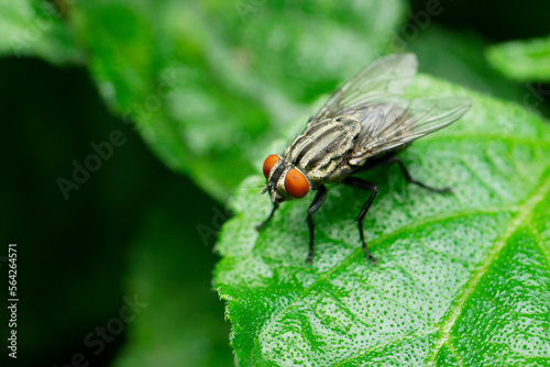 Indian house fly species, Satara, Maharashtra, India