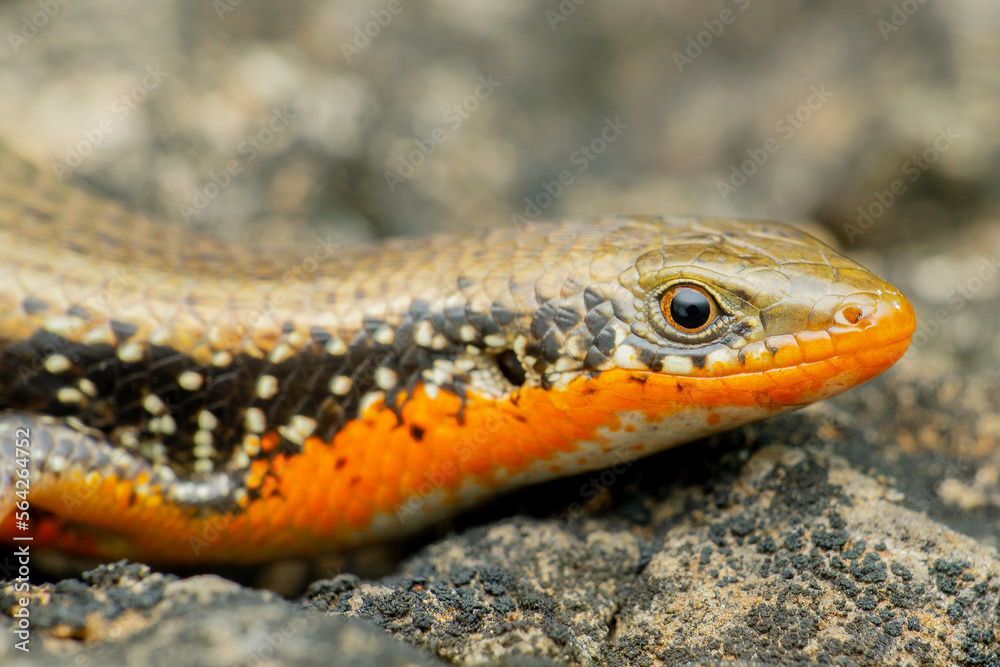 Orange skink species, Satara, Maharashtra, India Orange skink species, Satara, Maharashtra, India